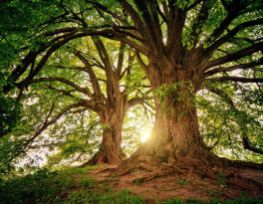 Se centrer sur le Soi.